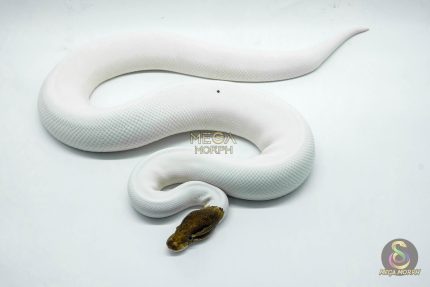 4420 1.0 CINNAMON PIEBALD POSSIBLE YELLOW BELLY