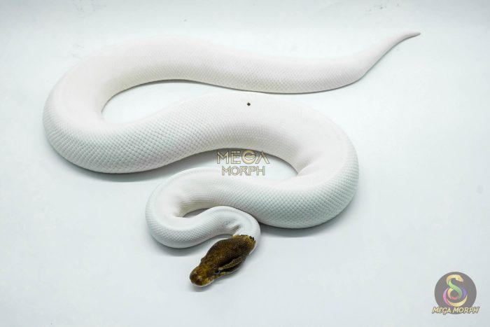 4420-1-1.jpg 4420 1.0 CINNAMON PIEBALD POSSIBLE YELLOW BELLY - Image 1