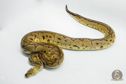 4422 1.0 PASTEL YELLOW BELLY CLOWN
