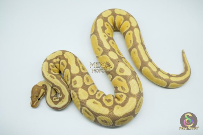 4432 0.1 BANANA HET CLOWN - Image 3