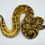 4439 0.1 PASTEL CALICO YELLOWBELLY WINDOW PARADOX