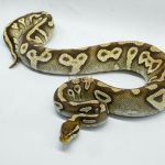 4456 1.0 BLACKHEAD PASTAVE POSSIBLE YELLOW BELLY