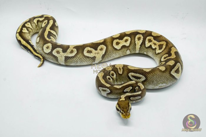 4456 1.0 BLACKHEAD PASTAVE POSSIBLE YELLOW BELLY - Image 2