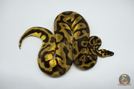 4459 0.1 PASTEL ENCHI LEOPARD YELLOW BELLY OR ASPHALT
