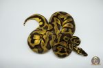 4459 0.1 PASTEL ENCHI LEOPARD YELLOW BELLY OR ASPHALT - Image 2