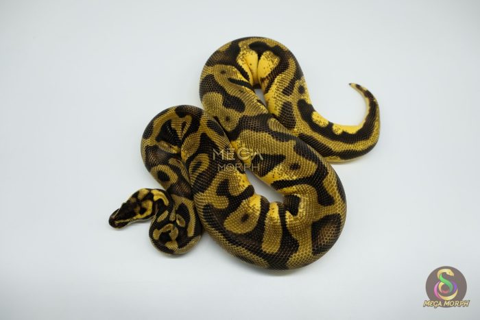 4459 0.1 PASTEL ENCHI LEOPARD YELLOW BELLY OR ASPHALT - Image 3