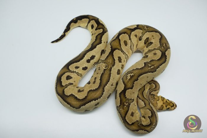 4511 1.0 FIRE YELLOW BELLY CLOWN - Image 2