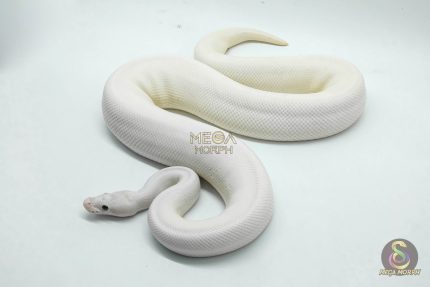 4524 1.0 IVORY FIREFLY LEOPARD