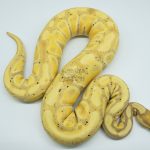 4525 0.1 BANANA HET CLOWN