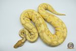 4525 0.1 BANANA HET CLOWN - Image 3