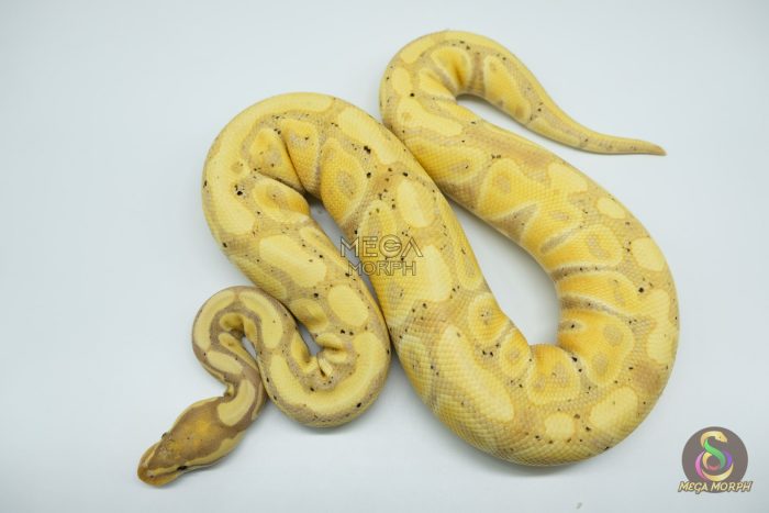 4525-3-1.jpg 4525 0.1 BANANA HET CLOWN - Image 3