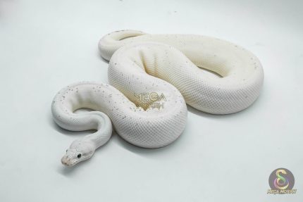4531 1.0 BLACK PASTEL FIREFLY FREEWAY