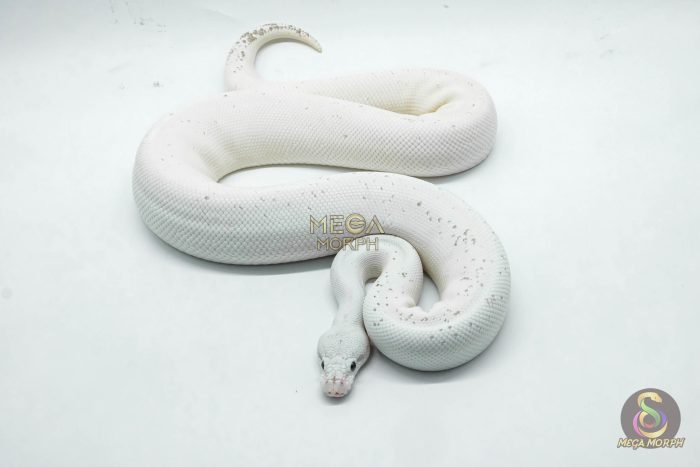 4531 1.0 BLACK PASTEL FIREFLY FREEWAY - Image 2