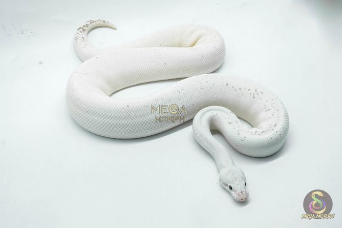 4531 1.0 BLACK PASTEL FIREFLY FREEWAY - Image 3