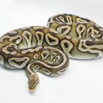 4532 0.1 PEWTER HET CLOWN