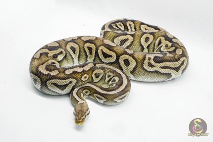 4532 0.1 PEWTER HET CLOWN