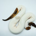 4576 0.1 ORANGE DREAM LEOPARD PIEBALD