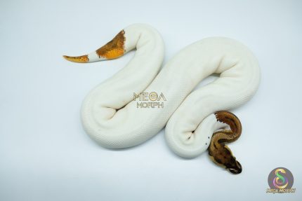 4577 0.1 ORANGE DREAM LEOPARD PIEBALD POSSIBLE PASTEL