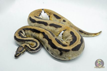 4585 0.1 ORANGE DREAM PIEBALD