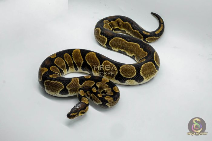 4650-1-1.jpg 4650 0.1 ENCHI ASPHALT OR YELLOW BELLY HET PIEBALD - Image 1