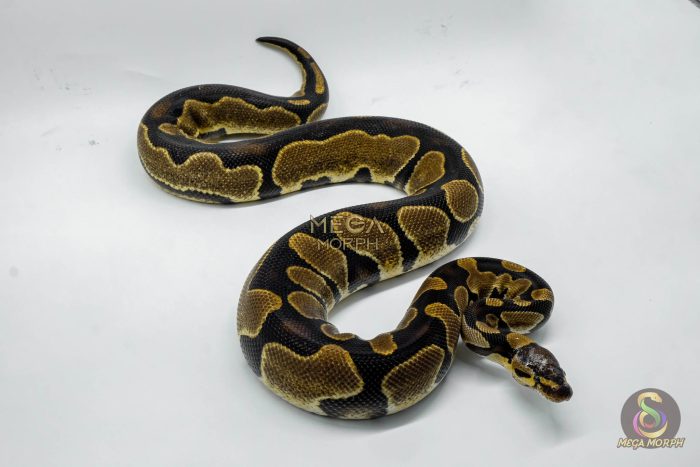 4650-2-1.jpg 4650 0.1 ENCHI ASPHALT OR YELLOW BELLY HET PIEBALD - Image 2