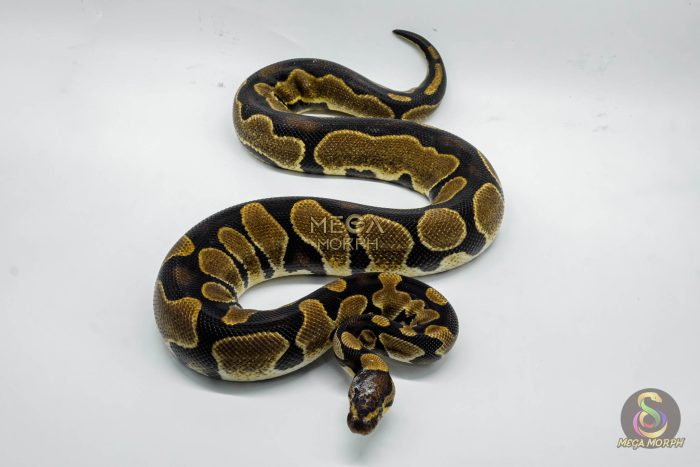 4650-3-1.jpg 4650 0.1 ENCHI ASPHALT OR YELLOW BELLY HET PIEBALD - Image 3