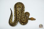 4667 0.1 HURRICANE SCALELESS HEAD CLOWN