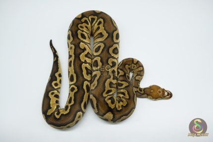 4667 0.1 HURRICANE SCALELESS HEAD CLOWN