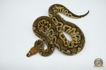 4667 0.1 HURRICANE SCALELESS HEAD CLOWN - Image 3