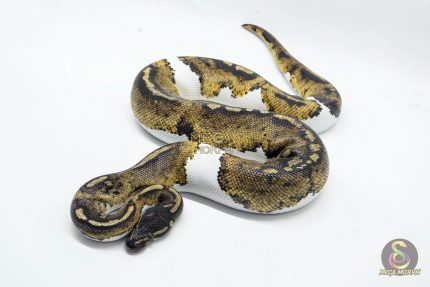 4673 1.0 BLACKHEAD PIEBALD 50% DOUBLE HET BLACK AXANTHIC HYPO