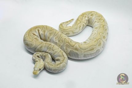 4674 0.1 GHI PASTEL LESSER CLOWN 50% HET HYPO