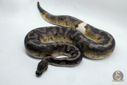 4677 1.0 BLACKHEAD LEOPARD ENCHI PIEBALD 66% HET GHOST 50% HET BLACK AXANTHIC