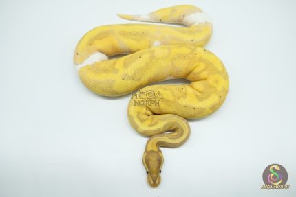 4678 0.1 BANANA PIEBALD