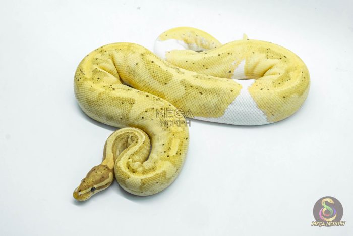 4678 0.1 BANANA PIEBALD - Image 2