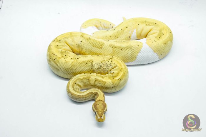 4678 0.1 BANANA PIEBALD - Image 3