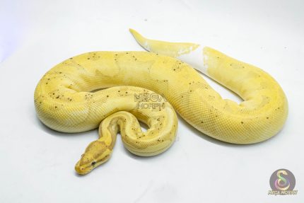 4679 0.1 BANANA PIEBALD
