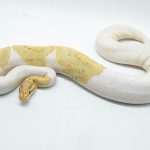 4680 0.1 BANANA PIEBALD