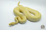 4683 0.1 BANANA PINSTRIPE PASTEL HET PIEBALD