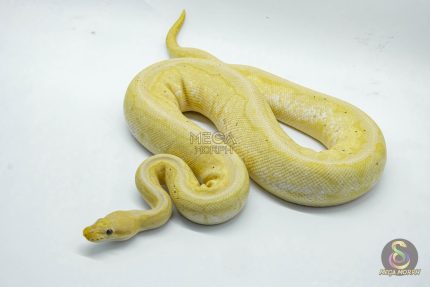 4683 0.1 BANANA PINSTRIPE PASTEL HET PIEBALD