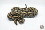 4693 0.1 PHANTOM ASPHALT YELLOW BELLY 50% HET CLOWN (Proven breeder)
