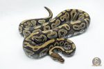 4693 0.1 PHANTOM ASPHALT YELLOW BELLY 50% HET CLOWN (Proven breeder) - Image 2