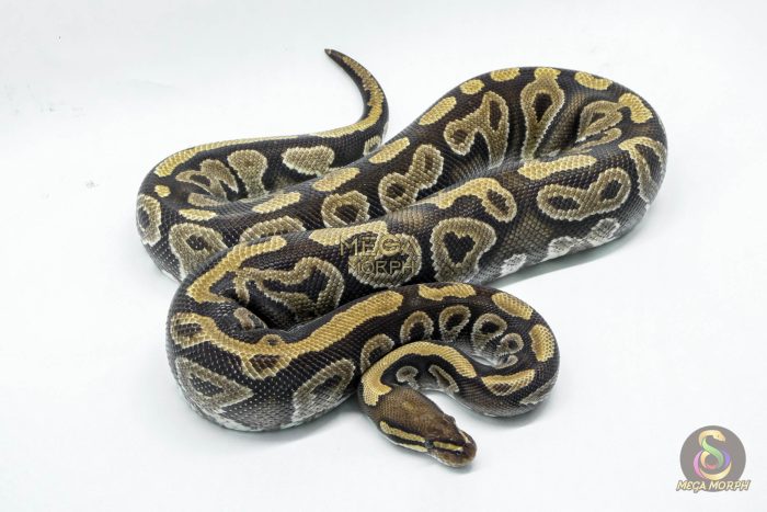 4693 0.1 PHANTOM ASPHALT YELLOW BELLY 50% HET CLOWN (Proven breeder) - Image 2