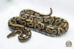 4693 0.1 PHANTOM ASPHALT YELLOW BELLY 50% HET CLOWN (Proven breeder) - Image 3