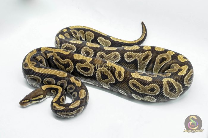 4693 0.1 PHANTOM ASPHALT YELLOW BELLY 50% HET CLOWN (Proven breeder) - Image 3