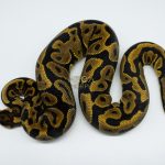 4704 0.1 LEOPARD GRAVEL 66% HET CLOWN