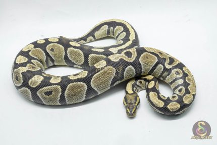 4707 0.1 DG 66% HET HYPO