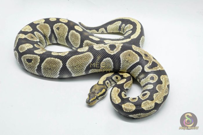 4707 0.1 DG 66% HET HYPO - Image 3