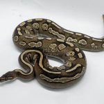 4721 0.1 BLACKHEAD MOJAVE CALICO