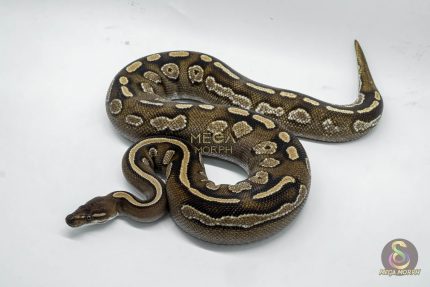 4721 0.1 BLACKHEAD MOJAVE CALICO