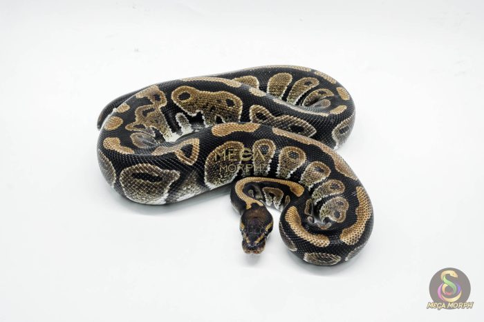 4733 0.1 HET DESERT GHOST - Image 3